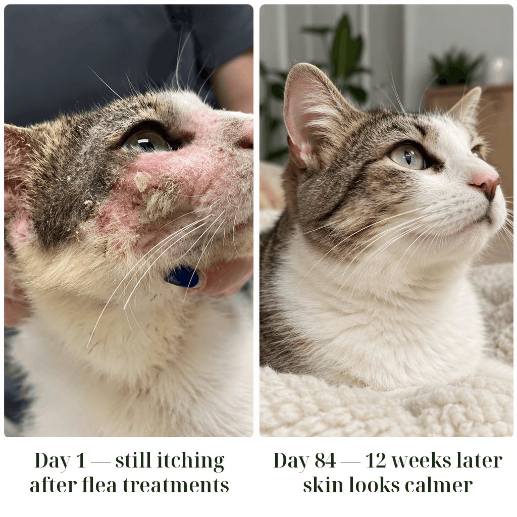 Kindred Tails Liquid Premium Liquid Collagen For Cats