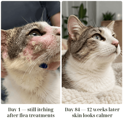 Kindred Tails Liquid Premium Liquid Collagen For Cats