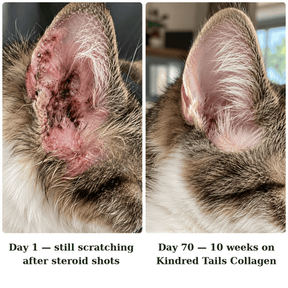 Kindred Tails Liquid Premium Liquid Collagen For Cats